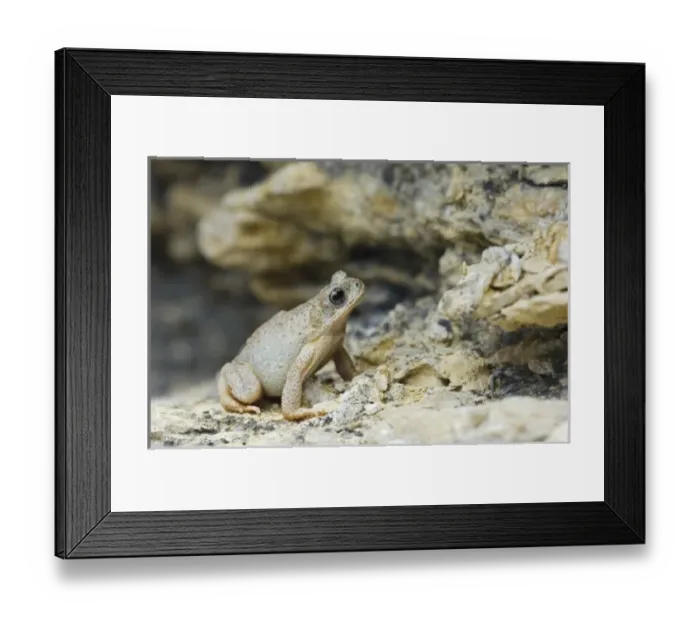 Framed Print : Nature, Fauna