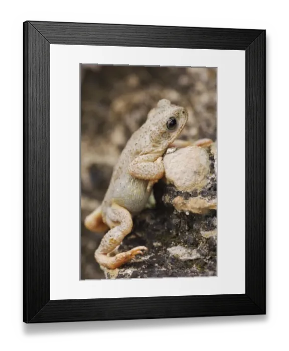 Framed Print : Nature, Fauna Framed Print : Nature, Fauna