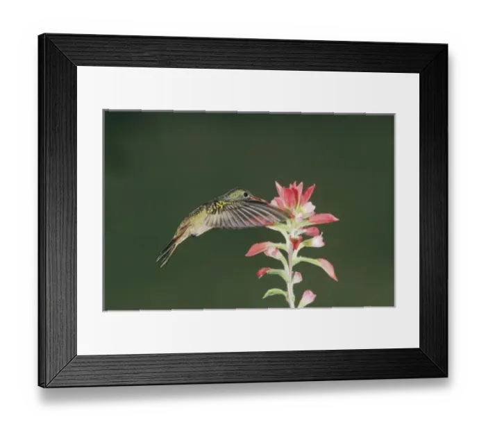 Framed Print : Buff-bellied Hummingbird, Amazilia yucatanenensis, adult feeding on Indian Paintbrush Framed Print : Buff-bellied Hummingbird, Amazilia yucatanenensis, adult feeding on Indian Paintbrush