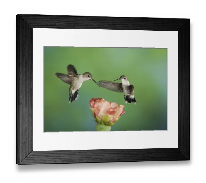 Framed Print : Black-chinned Hummingbird, Archilochus alexandri, two females in flight feeding