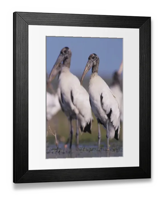 Framed Print : Wood Stork, Mycteria americana, adults, Lake Corpus Christi, Texas, USA, June Framed Print : Wood Stork, Mycteria americana, adults, Lake Corpus Christi, Texas, USA, June
