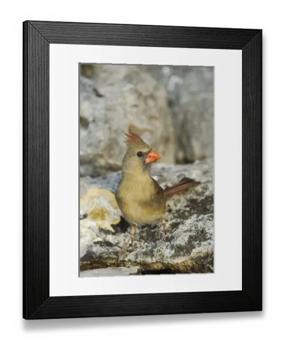Framed Print : Nature, Fauna