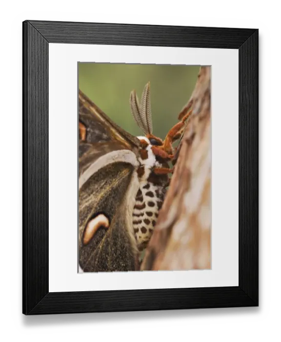Framed Print : Nature, Fauna Framed Print : Nature, Fauna