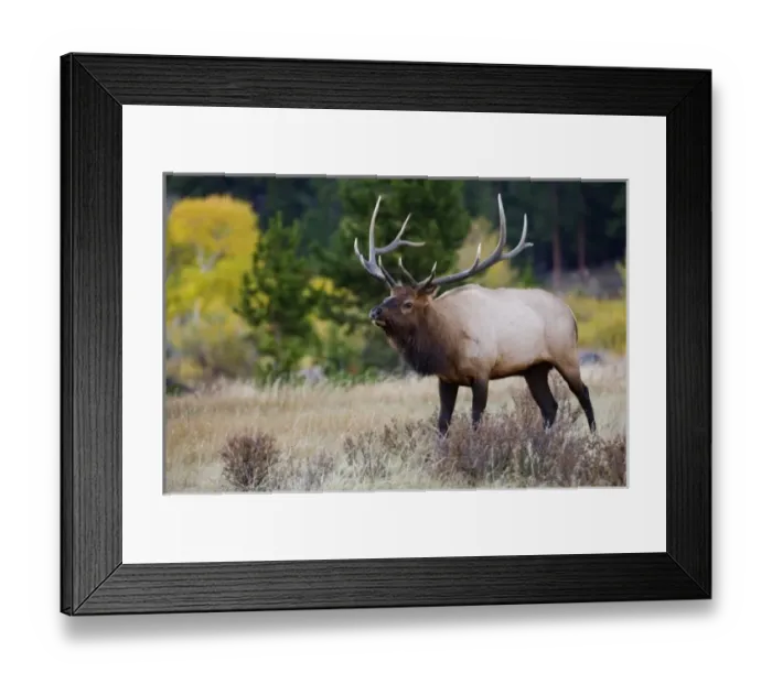 Framed Print : Nature, Fauna Framed Print : Nature, Fauna