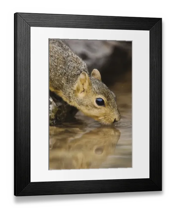 Framed Print : Nature, Fauna Framed Print : Nature, Fauna