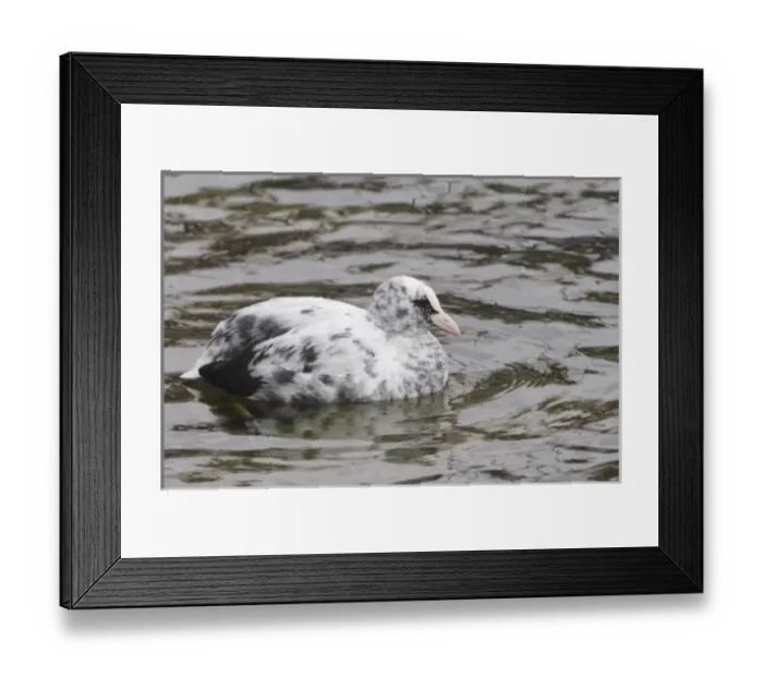 Framed Print : Eurasian Coot, Fulica atra, partial Albino swimming, Rapperswil, Switzerland Framed Print : Eurasian Coot, Fulica atra, partial Albino swimming, Rapperswil, Switzerland