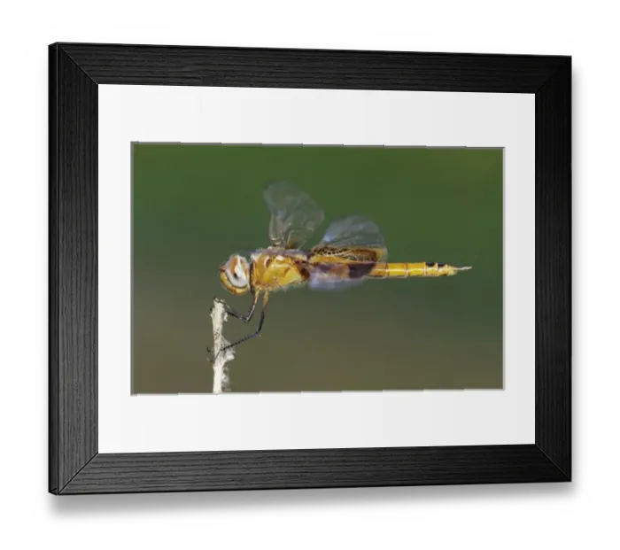 Framed Print : Nature, Fauna Framed Print : Nature, Fauna