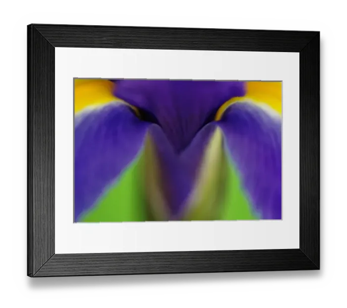 Framed Print : Iris Flowers Framed Print : Iris Flowers