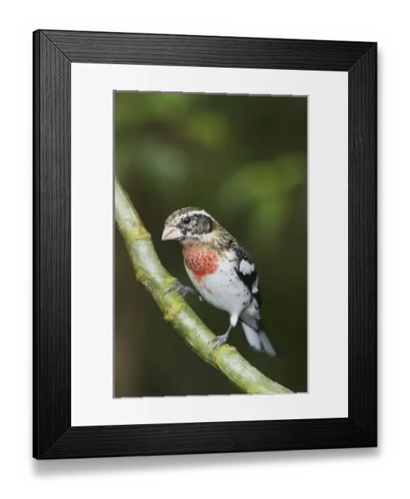 Framed Print : Rose-breasted Grosbeak, Pheucticus ludovicianus, immature male perched, Central Valley