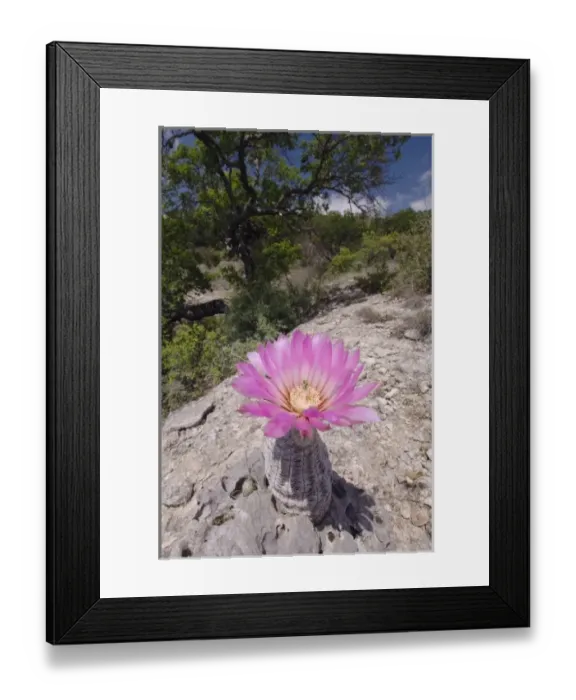 Framed Print : Lace Cactus, Echinocereus reichenbachii, blooming, Uvalde County, Hill Country, Texas Framed Print : Lace Cactus, Echinocereus reichenbachii, blooming, Uvalde County, Hill Country, Texas