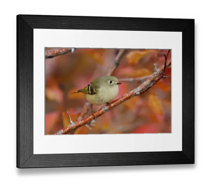 Framed Print : Ruby-crowned Kinglet, Regulus calendula, adult in Black Hawthorn, Grand Teton NP Framed Print : Ruby-crowned Kinglet, Regulus calendula, adult in Black Hawthorn, Grand Teton NP