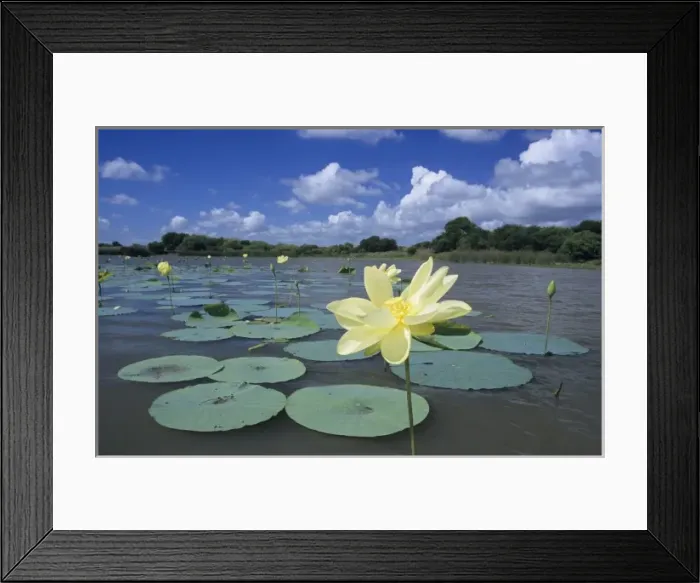 Framed Print : American Lotus (Nelumbo lutea), blooming, Welder Wildlife Refuge, Rockport, Texas Framed Print : American Lotus (Nelumbo lutea), blooming, Welder Wildlife Refuge, Rockport, Texas