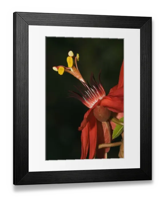 Framed Print : Passion flower