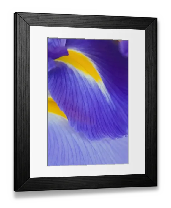Framed Print : Iris flowers Framed Print : Iris flowers