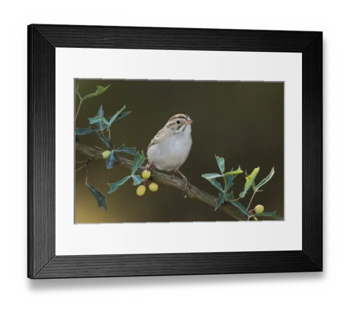 Framed Print : Nature, Fauna Framed Print : Nature, Fauna