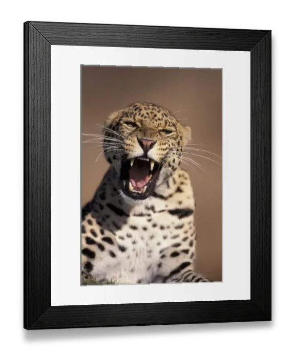 Framed Print : Africa, East Africa. African Leopard (Panthera pardus), captive