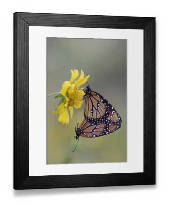 Framed Print : Nature, Fauna Framed Print : Nature, Fauna
