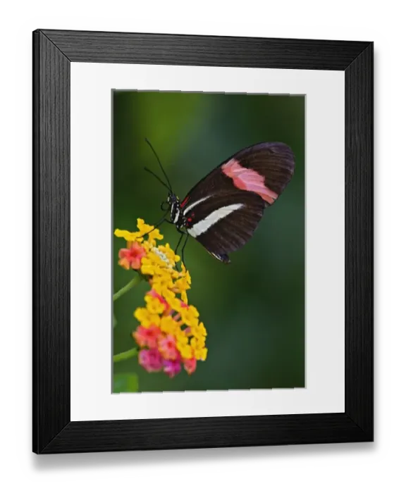 Framed Print : Nature, Flora Framed Print : Nature, Flora