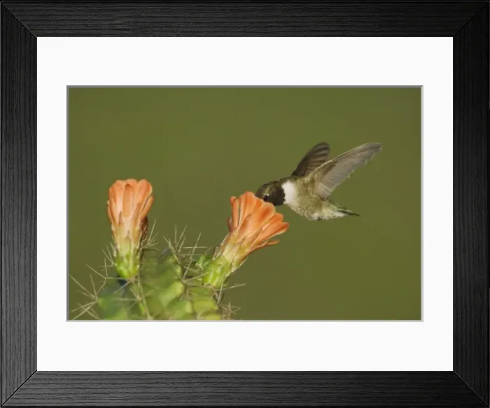 Framed Print : Nature, Fauna
