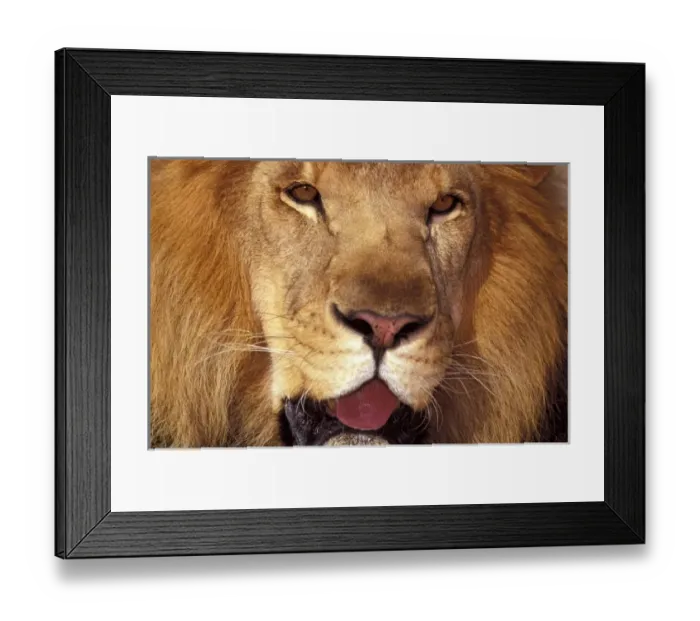 Framed Print : Africa. Male African Lion (Panthera leo) Framed Print : Africa. Male African Lion (Panthera leo)