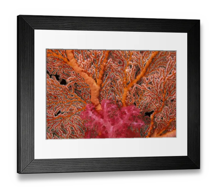 Framed Print : Micronesia, Palau. Soft coral and sea fan