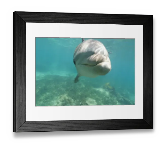 Framed Print : Bottlenose Dolphins (Tursiops truncatus) Caribbean Sea near Roatan, Honduras (RF)