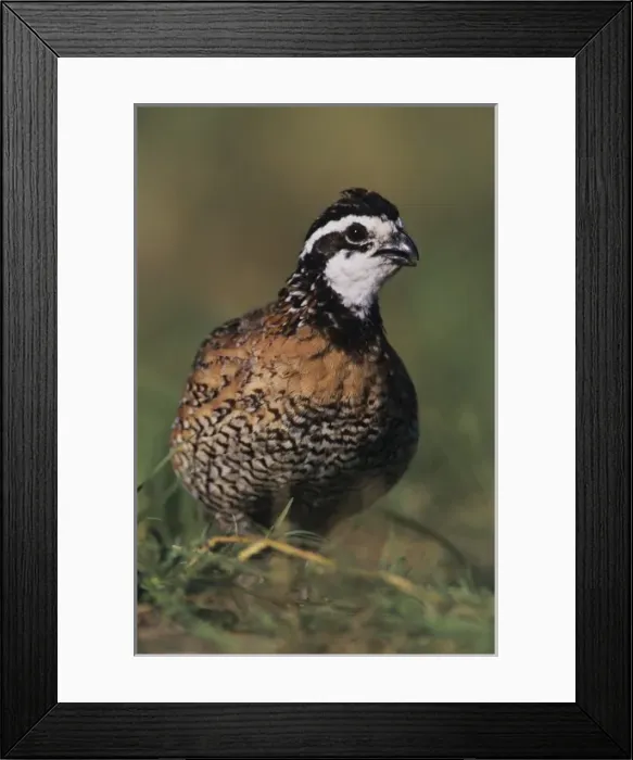 Framed Print : Northern Bobwhite, Colinus virginianus, male, Lake Corpus Christi, Texas, USA, May