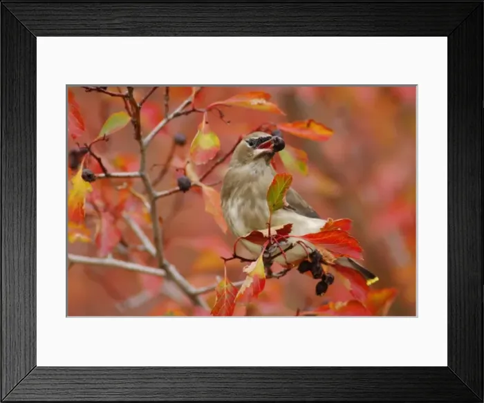 Framed Print : Cedar Waxwing, Bombycilla cedrorum, young on hawthorn with fallcolors, Grand Teton NP