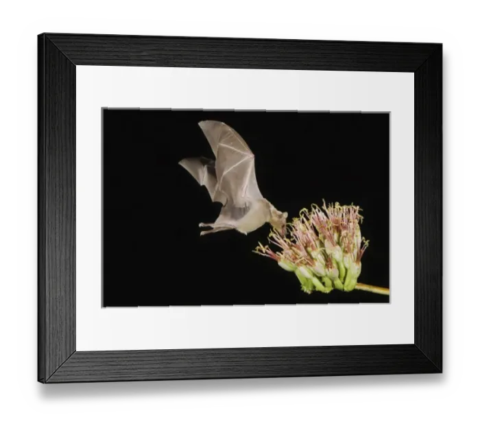 Framed Print : Nature, Fauna Framed Print : Nature, Fauna