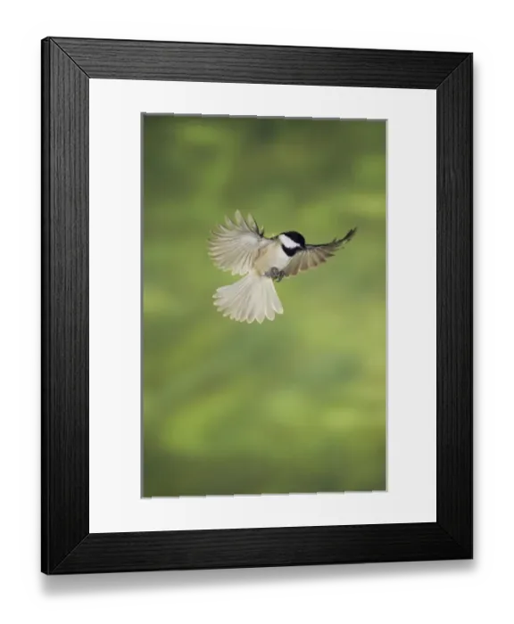 Framed Print : Nature, Fauna Framed Print : Nature, Fauna