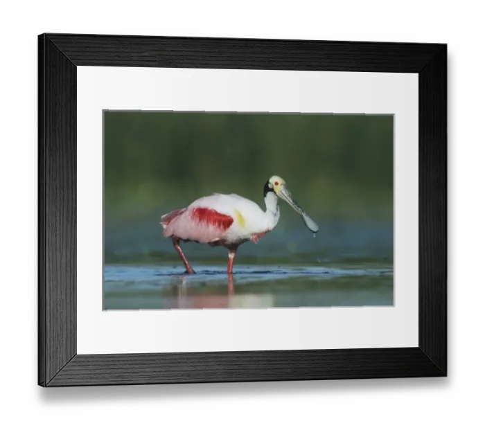 Framed Print : Roseate Spoonbill, Ajaia ajaja, adult walking, Welder Wildlife Refuge, Sinton, Texas