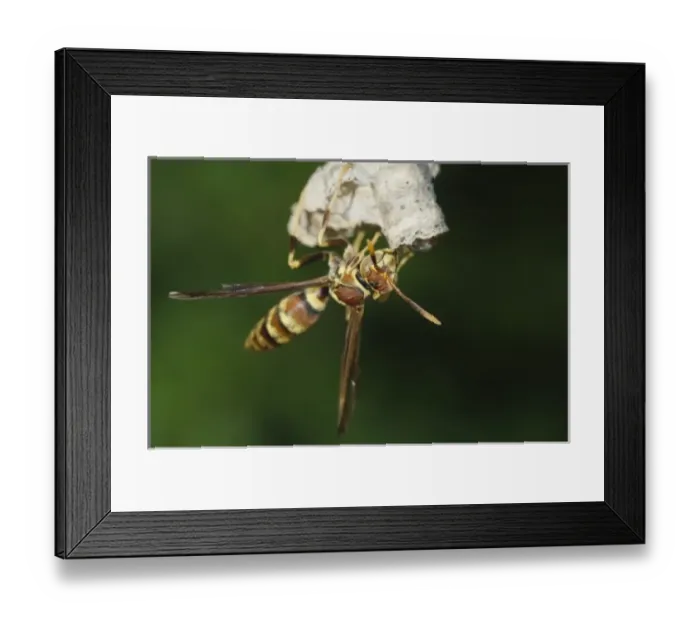 Framed Print : Nature, Fauna Framed Print : Nature, Fauna