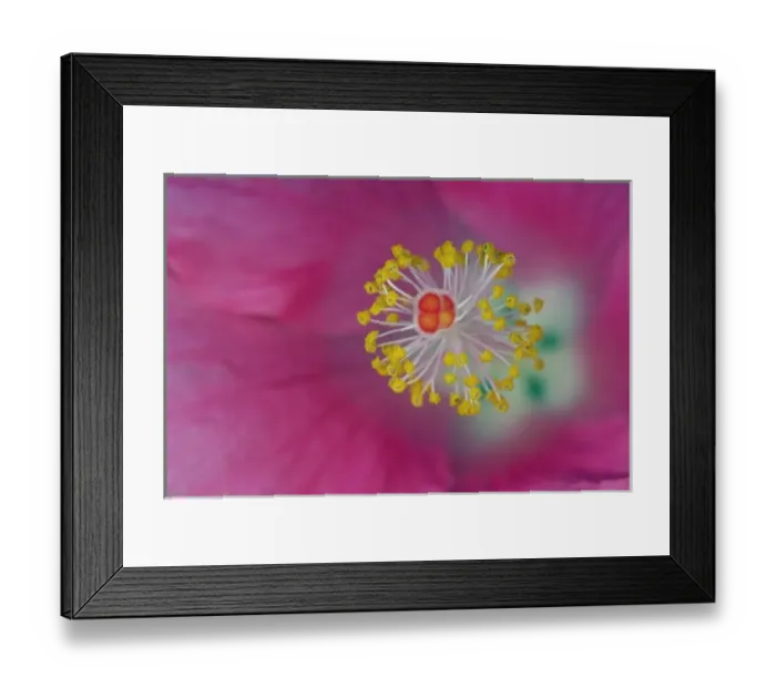 Framed Print : Close-up of Hibiscus flower stamen, Hibiscus rosasinensis Framed Print : Close-up of Hibiscus flower stamen, Hibiscus rosasinensis