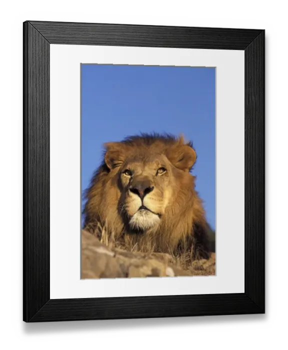 Framed Print : Africa. Male African Lion (Panthera leo) Framed Print : Africa. Male African Lion (Panthera leo)