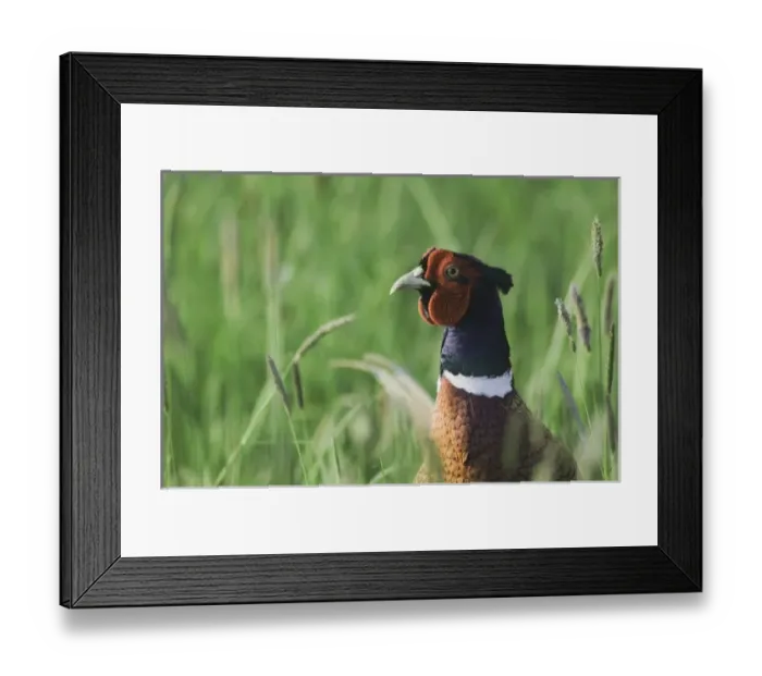 Framed Print : Ring-necked Pheasant, Phasianus colchicus, male, National Park Lake Neusiedl, Burgenland Framed Print : Ring-necked Pheasant, Phasianus colchicus, male, National Park Lake Neusiedl, Burgenland