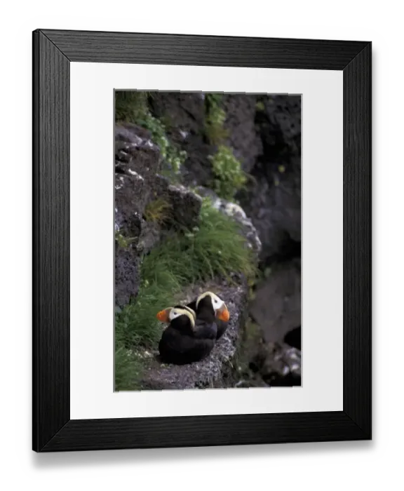 Framed Print : Asia, Pribilof Islands, St. Paul. Tufted Puffin (Fratercula cirrhata)