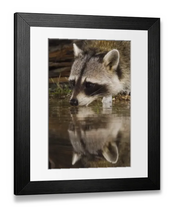 Framed Print : Nature, Fauna