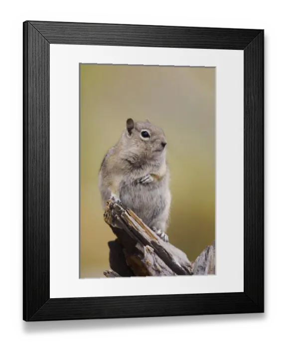Framed Print : Golden-mantled Ground Squirrel, Spermophilus lateralis Framed Print : Golden-mantled Ground Squirrel, Spermophilus lateralis