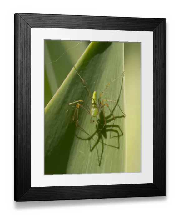 Framed Print : Nature, Fauna Framed Print : Nature, Fauna