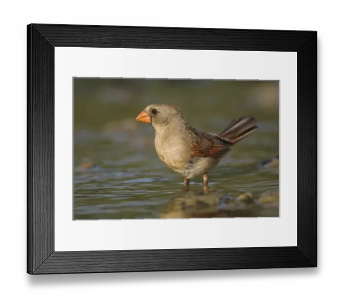 Framed Print : Nature, Fauna Framed Print : Nature, Fauna