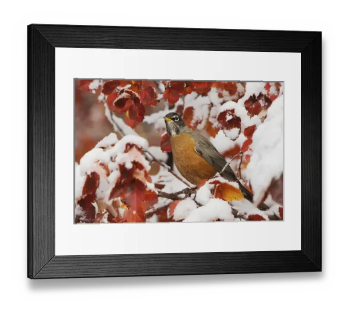 Framed Print : American Robin, Turdus migratorius, male in Black Hawthorn (Crataegus douglasii) fallcolors snow Framed Print : American Robin, Turdus migratorius, male in Black Hawthorn (Crataegus douglasii) fallcolors snow