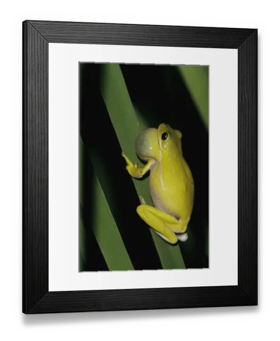 Framed Print : Green Treefrog, Hyla cinerea, male calling at night, Welder Wildlife Refuge, Sinton Framed Print : Green Treefrog, Hyla cinerea, male calling at night, Welder Wildlife Refuge, Sinton