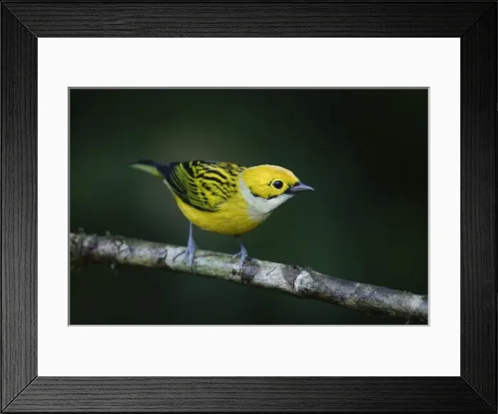 Framed Print : Silver-throated Tanager, Tangara icterocephala, adult perched, Central Valley, Costa Rica