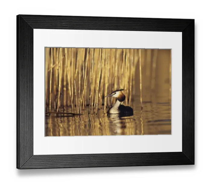 Framed Print : Great-crested Grebe, Podiceps cristatus, adult, Oberaegeri, Switzerland, July Framed Print : Great-crested Grebe, Podiceps cristatus, adult, Oberaegeri, Switzerland, July