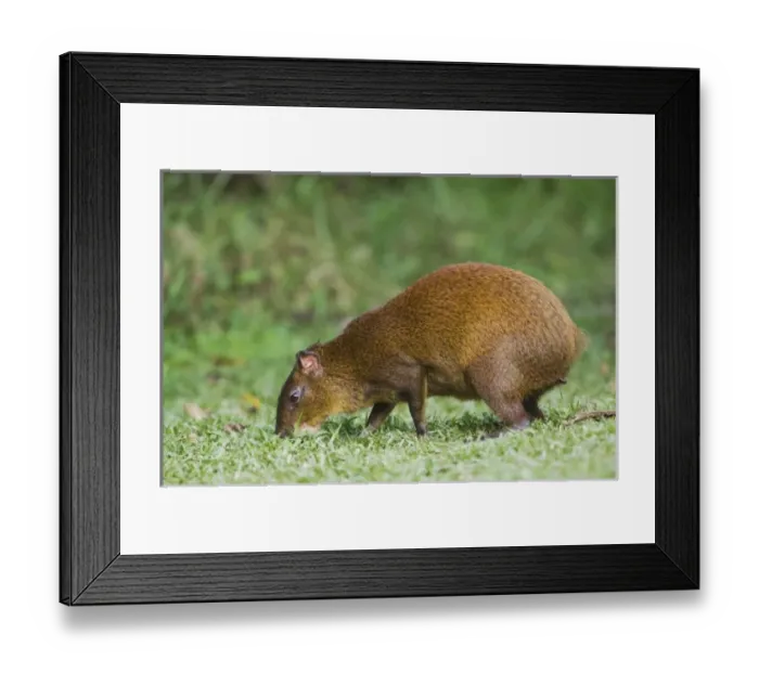 Framed Print : Nature, Fauna Framed Print : Nature, Fauna