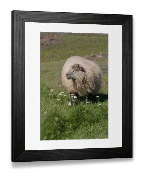 Framed Print : Greenland, Brattahlid (aka Qassiarsuk). Countryside pasture with lamb Framed Print : Greenland, Brattahlid (aka Qassiarsuk). Countryside pasture with lamb