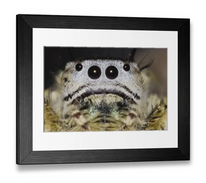 Framed Print : Nature, Fauna Framed Print : Nature, Fauna