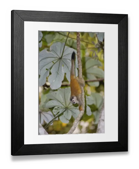 Framed Print : Nature, Fauna Framed Print : Nature, Fauna