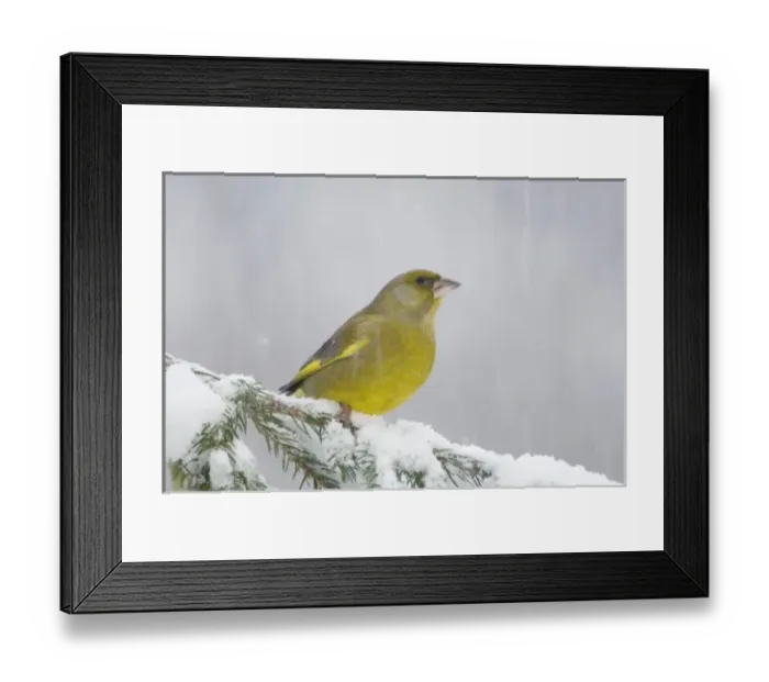 Framed Print : Nature, Fauna Framed Print : Nature, Fauna