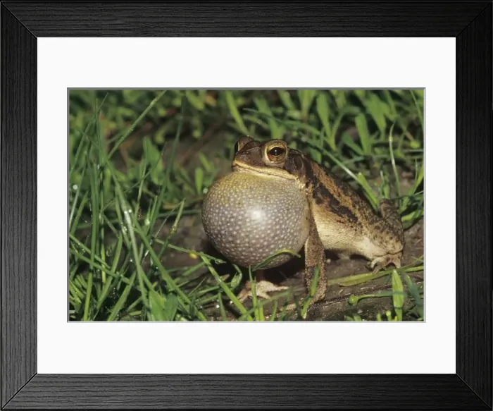 Framed Print : Nature, Fauna